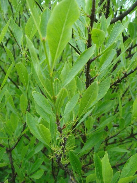 Forestiera neomexicana feuille